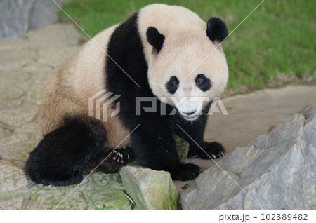 ファンサービス中の優浜 102389482