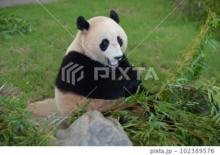 おいしそうに竹を食べる優浜 102389576