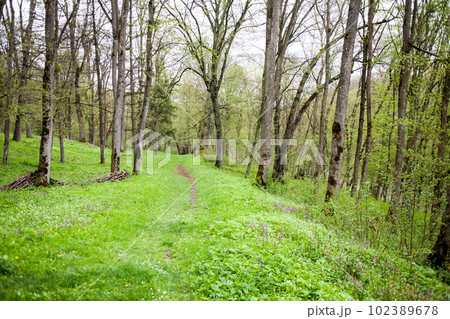 Springtime in forest. Springtime in forest. 102389678