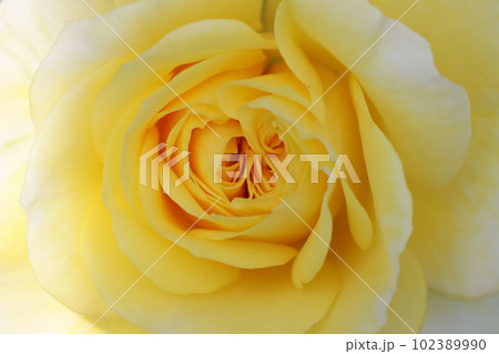《平塚市・花菜ガーデン》薔薇の花 《平塚市・花菜ガーデン》薔薇の花 102389990
