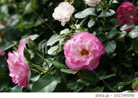 ピンクと白のバラの花 102390090
