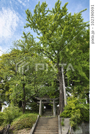 緑の森にひっそりと佇む大牟田の池田天満神社 緑の森にひっそりと佇む大牟田の池田天満神社 102390091