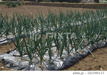 玉ねぎの苗 玉ねぎの苗 102390117