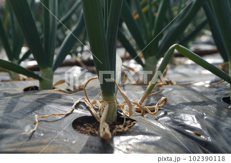 玉ねぎの苗 玉ねぎの苗 102390118