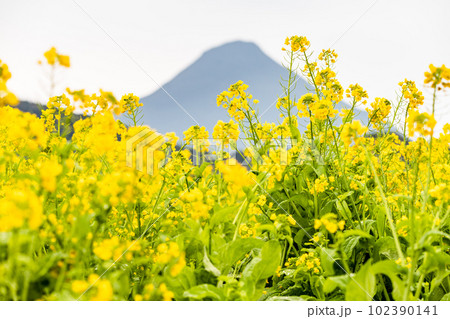 鹿児島県池田湖 菜の花と開聞岳(1月) 鹿児島県池田湖 菜の花と開聞岳(1月) 102390141