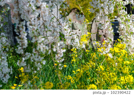 桜と石仏 102390422