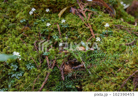 屋久島白谷雲水峡　オオゴカヨウオウレン(2月) 102390455