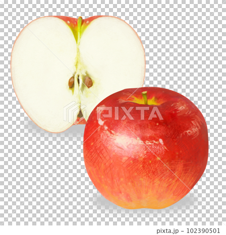 リアルタッチのりんごのイラスト 102390501