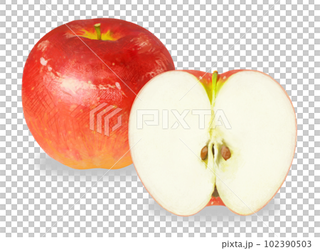 リアルタッチのりんごのイラスト 102390503