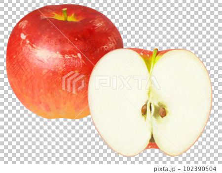 リアルタッチのりんごのイラスト リアルタッチのりんごのイラスト 102390504