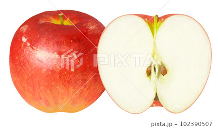 リアルタッチのりんごのイラスト 102390507