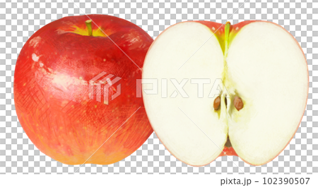 リアルタッチのりんごのイラスト 102390507