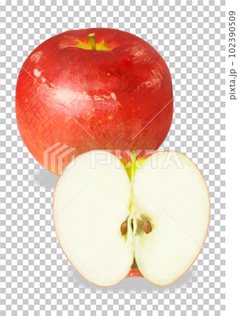 リアルタッチのりんごのイラスト 102390509