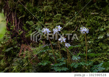 屋久島白谷雲水峡 オオゴカヨウオウレン(3月) 屋久島白谷雲水峡 オオゴカヨウオウレン(3月) 102390528