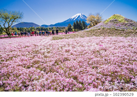 (山梨県)富士本栖湖リゾートの富士芝桜まつり 富士山 (山梨県)富士本栖湖リゾートの富士芝桜まつり 富士山 102390529