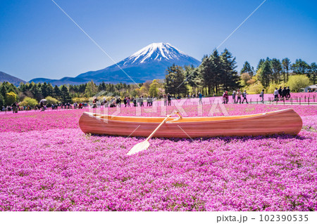 (山梨県)富士本栖湖リゾートの富士芝桜まつり 富士山 (山梨県)富士本栖湖リゾートの富士芝桜まつり 富士山 102390535