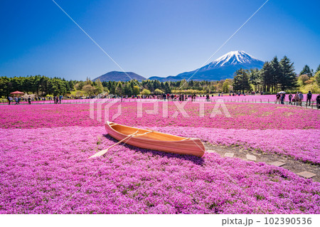 (山梨県)富士本栖湖リゾートの富士芝桜まつり 富士山 (山梨県)富士本栖湖リゾートの富士芝桜まつり 富士山 102390536