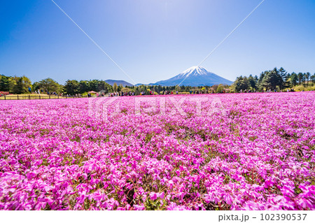 （山梨県）富士本栖湖リゾートの富士芝桜まつり　富士山 102390537
