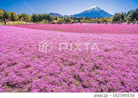 (山梨県)富士本栖湖リゾートの富士芝桜まつり 富士山 (山梨県)富士本栖湖リゾートの富士芝桜まつり 富士山 102390538