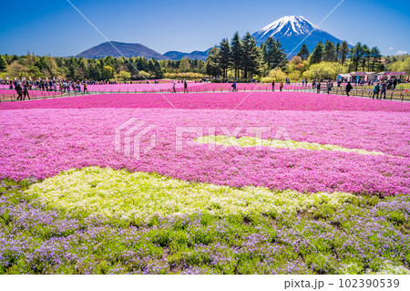 (山梨県)富士本栖湖リゾートの富士芝桜まつり 富士山 (山梨県)富士本栖湖リゾートの富士芝桜まつり 富士山 102390539