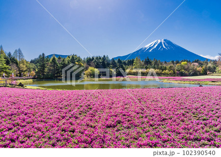(山梨県)富士本栖湖リゾートの富士芝桜まつり 富士山 (山梨県)富士本栖湖リゾートの富士芝桜まつり 富士山 102390540