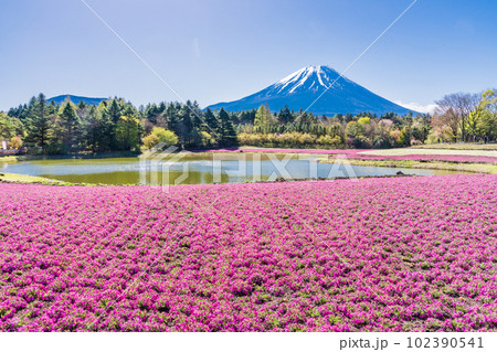 （山梨県）富士本栖湖リゾートの富士芝桜まつり　富士山 102390541