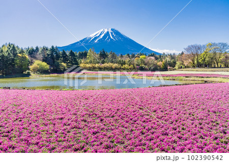 (山梨県)富士本栖湖リゾートの富士芝桜まつり 富士山 (山梨県)富士本栖湖リゾートの富士芝桜まつり 富士山 102390542