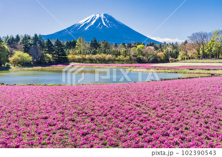 (山梨県)富士本栖湖リゾートの富士芝桜まつり 富士山 (山梨県)富士本栖湖リゾートの富士芝桜まつり 富士山 102390543