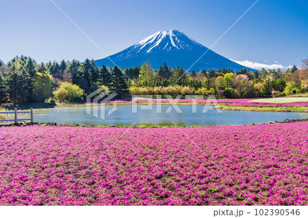 （山梨県）富士本栖湖リゾートの富士芝桜まつり　富士山 102390546