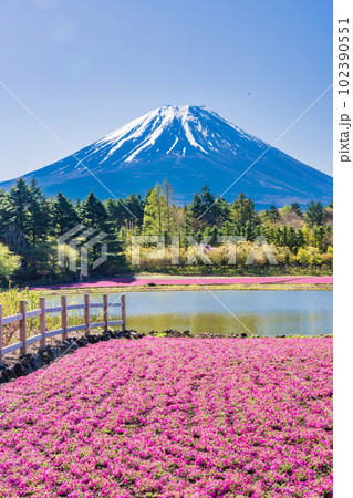 (山梨県)富士本栖湖リゾートの富士芝桜まつり 富士山 (山梨県)富士本栖湖リゾートの富士芝桜まつり 富士山 102390551