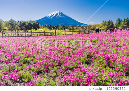 (山梨県)富士本栖湖リゾートの富士芝桜まつり 富士山 (山梨県)富士本栖湖リゾートの富士芝桜まつり 富士山 102390552