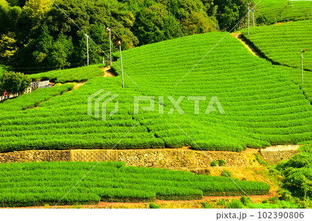 京都府 宇治茶の郷 和束の茶畑  102390806