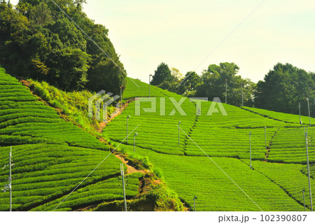 京都府 宇治茶の郷 和束の茶畑 京都府 宇治茶の郷 和束の茶畑 102390807