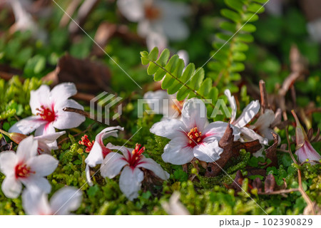 屋久島洋上アルプス アブラギリ(5月) 屋久島洋上アルプス アブラギリ(5月) 102390829