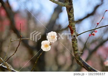 白梅の花　朱鷺の舞 102390837