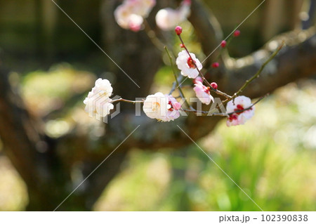 白梅の花　朱鷺の舞 102390838