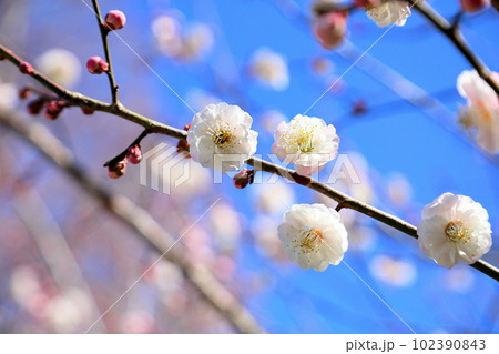 白梅の花　朱鷺の舞 102390843