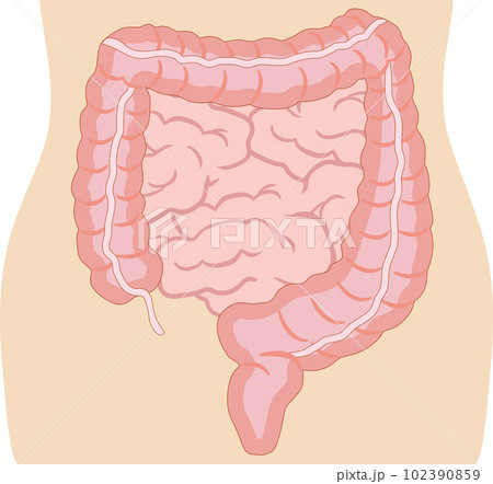 大腸　人体付き 102390859