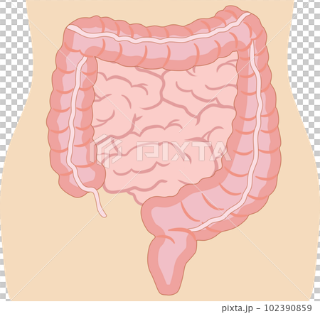 大腸　人体付き 102390859
