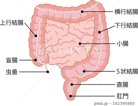 大腸　名称付き 102390860