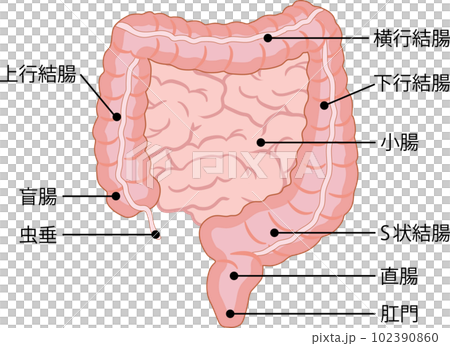 大腸　名称付き 102390860