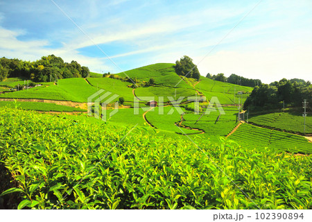 京都府 宇治茶の郷 和束の茶畑 京都府 宇治茶の郷 和束の茶畑 102390894