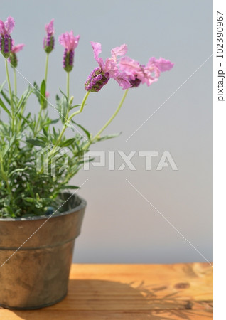 テーブルの上のフレンチラベンダーの鉢植え　  102390967