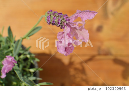 テーブルの上のフレンチラベンダーの鉢植え テーブルの上のフレンチラベンダーの鉢植え 102390968