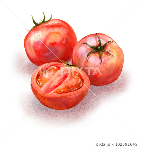 水彩で描いたトマトのイラスト 102391645