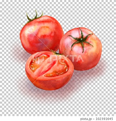 水彩で描いたトマトのイラスト 102391645