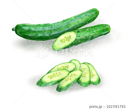 斜めにスライスしたきゅうりのイラスト 102391781