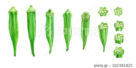 水彩で描いたオクラのイラスト 102391825