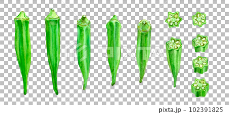 水彩で描いたオクラのイラスト 102391825