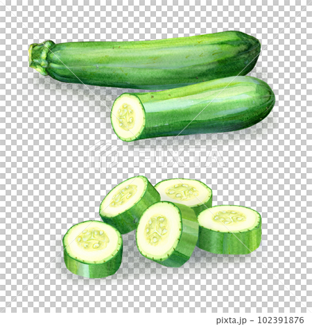 水彩で描いたズッキーニのイラスト 102391876